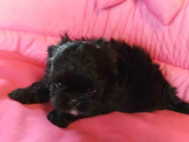 *** Shih Tzu Prześliczne Czarne Maluszki Po Malutkich Rodzic