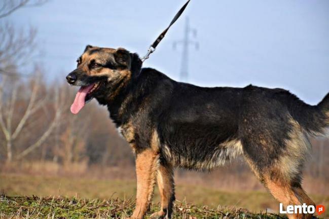 Starsza delikatna sunia szuka PILNIE kochającego domku