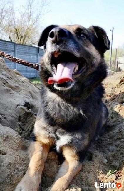 Starsza delikatna sunia szuka PILNIE kochającego domku