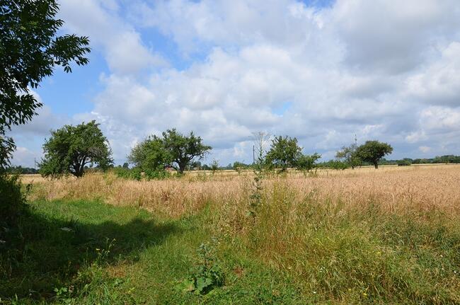 DZIAŁKA ROLNO-BUDOWLANA W GMINIE NOWY KORCZYN.