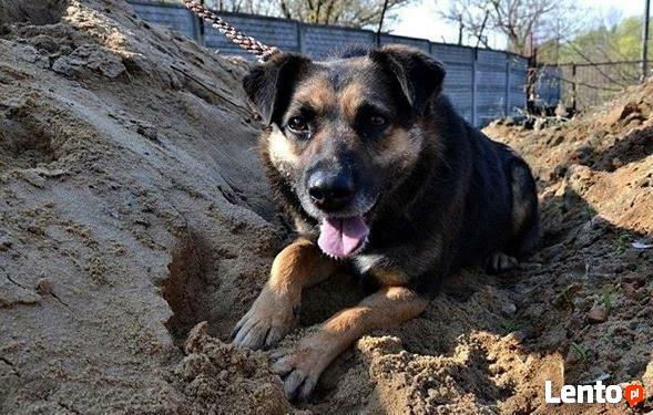 Starsza delikatna sunia szuka PILNIE kochającego domku