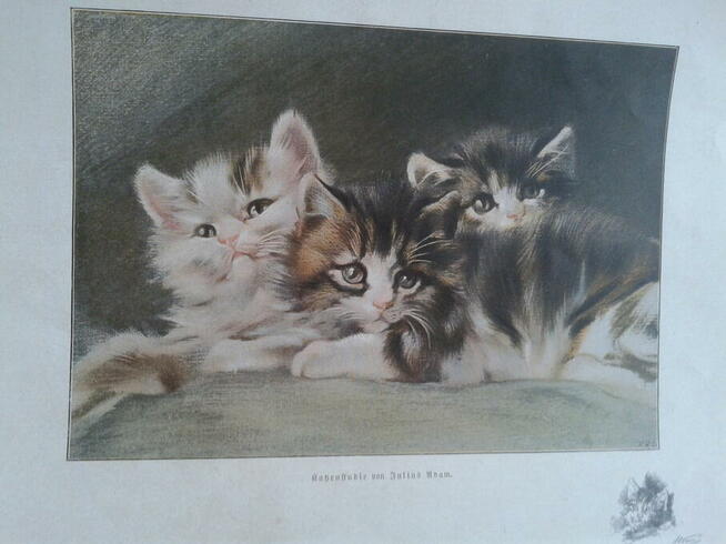 Stary obrazek papierowy Kotki