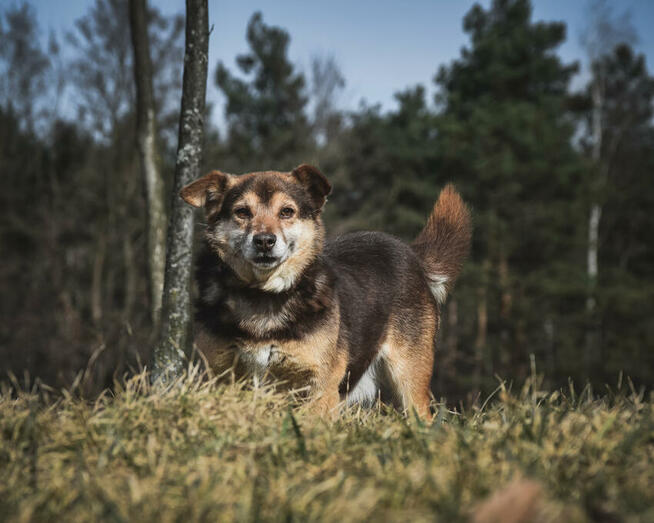 Czy jego karmelowe oczy sprawią, że się zakochasz?