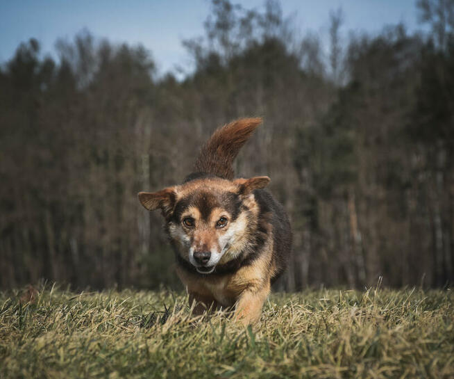 Czy jego karmelowe oczy sprawią, że się zakochasz?