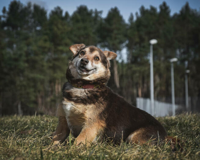 Czy jego karmelowe oczy sprawią, że się zakochasz?
