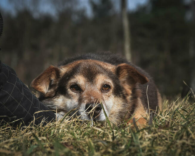 Czy jego karmelowe oczy sprawią, że się zakochasz?