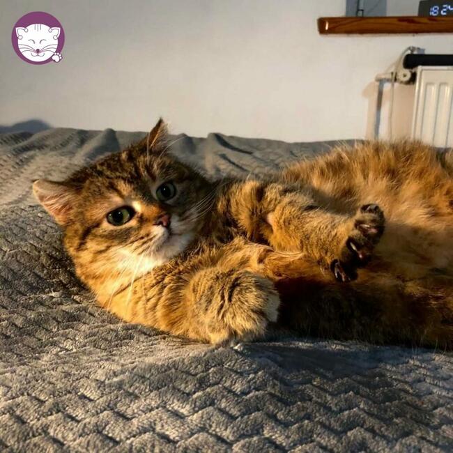 Sznurówka - Mała Kocia Księżniczka