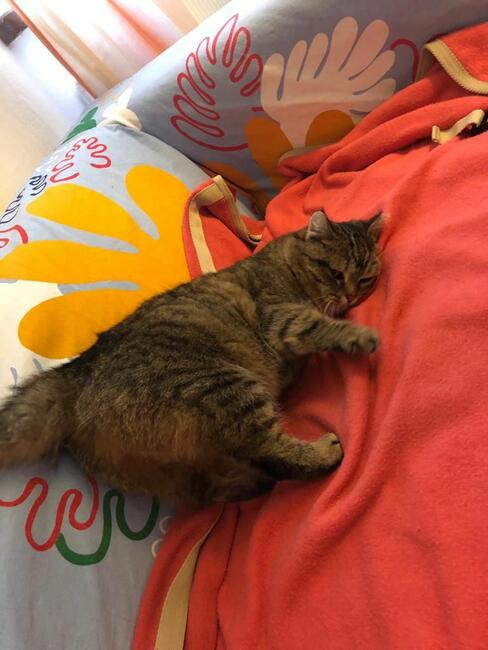 Sznurówka - Mała Kocia Księżniczka