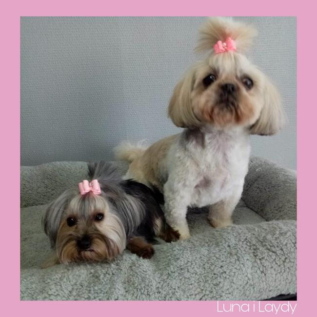 Psi fryzjer Reksio Zielona Góra