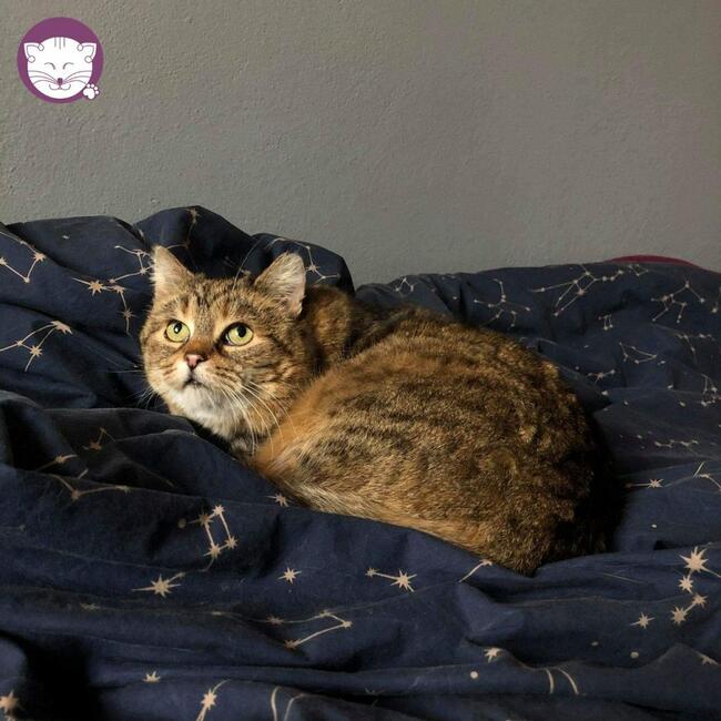 Sznurówka - Mała Kocia Księżniczka