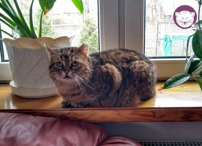 Sznurówka - Mała Kocia Księżniczka