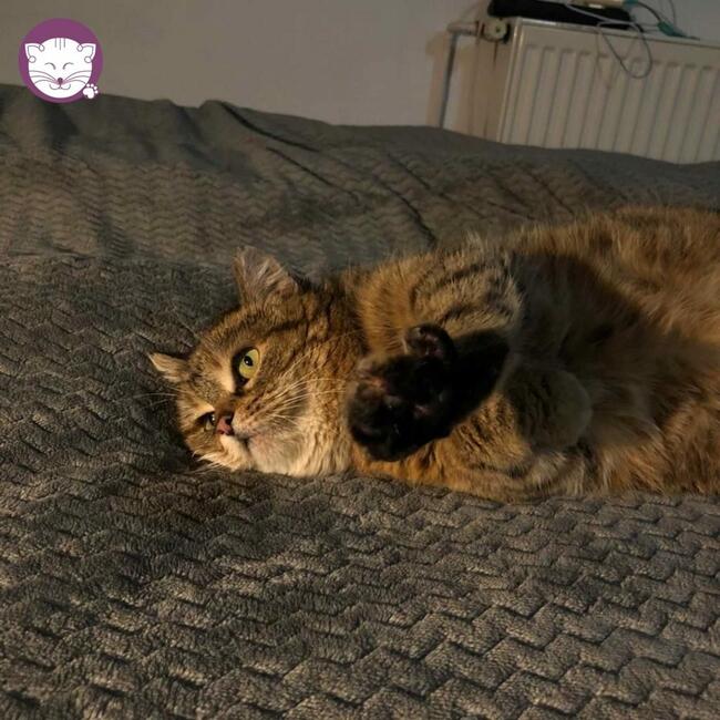 Sznurówka - Mała Kocia Księżniczka