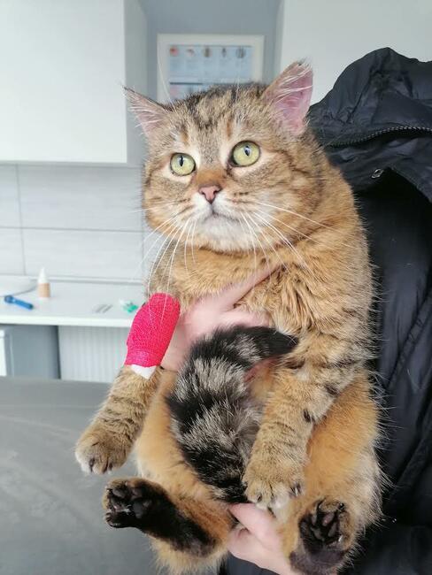 Sznurówka - Mała Kocia Księżniczka