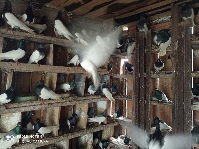 Golembie ozdobne 95 sztuk 1000 zl