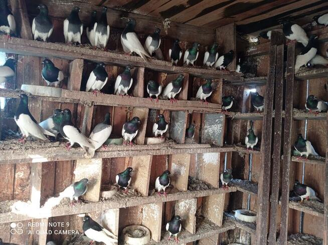 Golembie ozdobne 95 sztuk 1000 zl