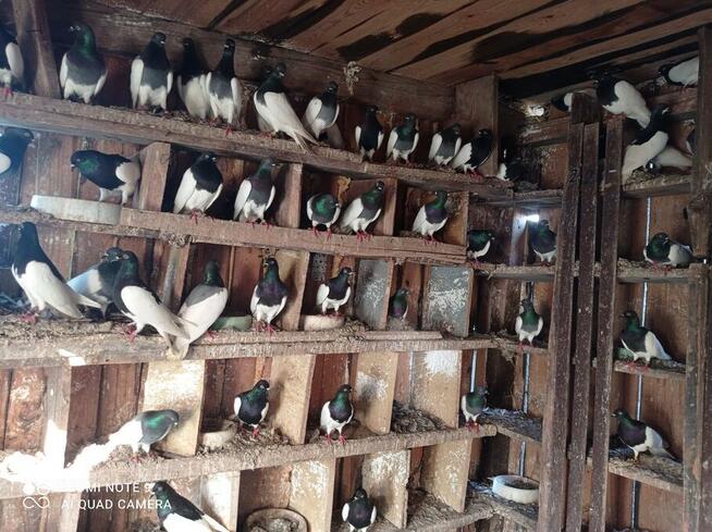 Golembie ozdobne 95 sztuk 1000 zl