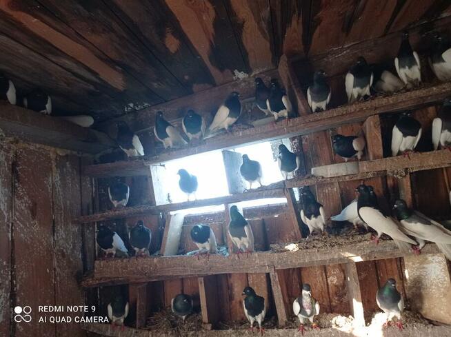 Golembie ozdobne 95 sztuk 1000 zl