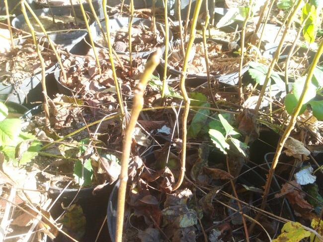 Orzech czarny na Nalewki