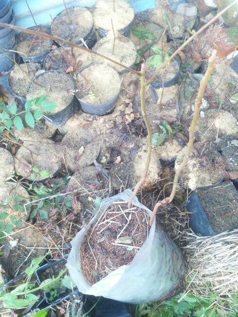 Orzech czarny na Nalewki