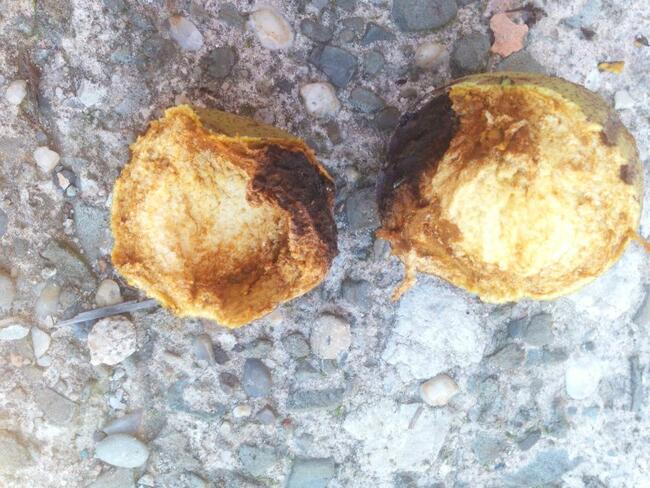 Orzech czarny na Nalewki