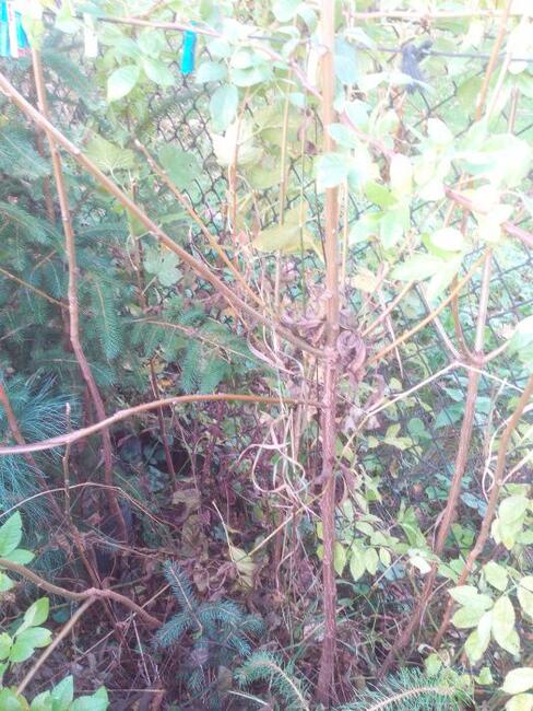 Orzech czarny na Nalewki