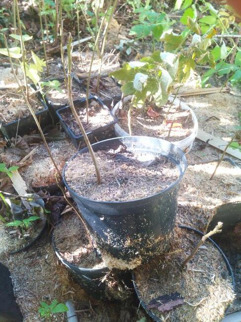 Nalewki z Orzech czarny sadzonki w pojemnikach , doniczka