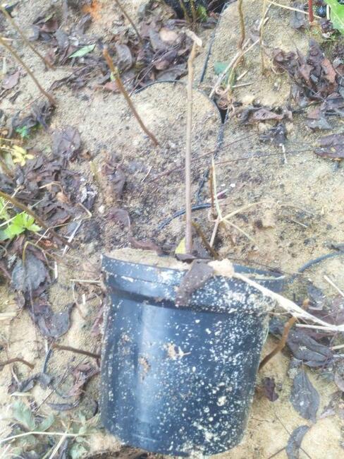 Orzech czarny na Nalewki