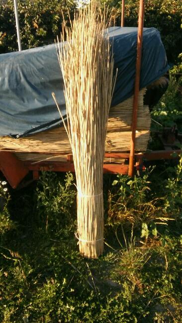 Trzcina dachowa strzecha snopeczki na dach