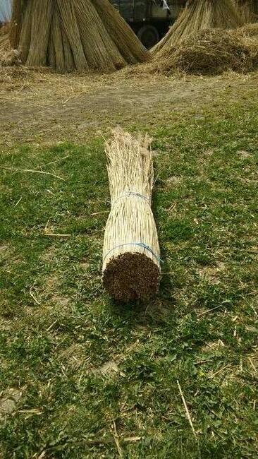 Trzcina dachowa strzecha snopeczki na dach