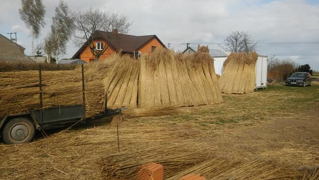 Trzcina dachowa strzecha snopeczki na dach