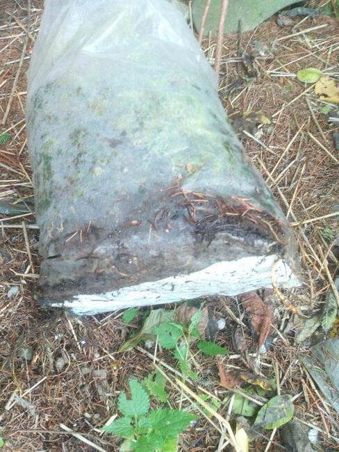 Orzech czarny na Nalewki