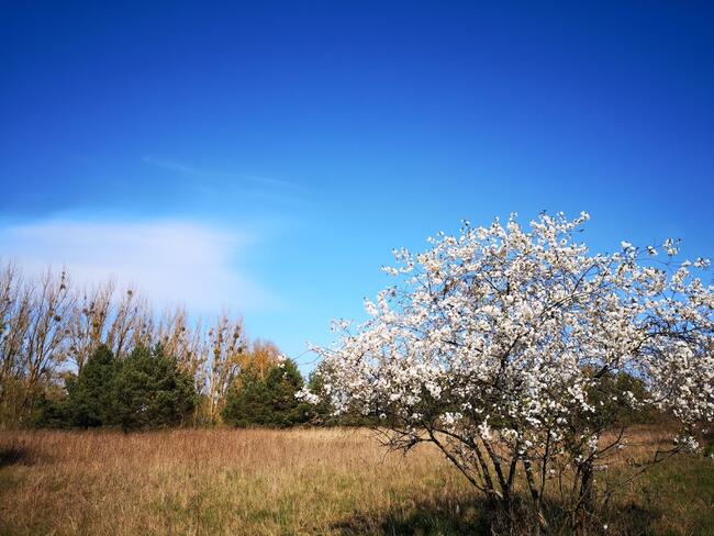 Działka nad Jeziorem Jelenin - Blisko Szczecin/Berlin