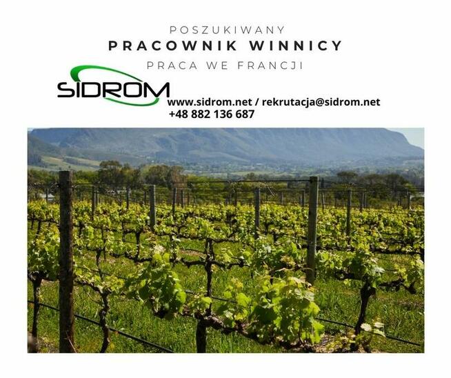 232. Pracownik winnicy Francja