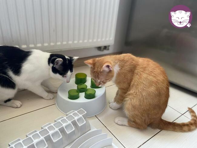 Kocurek Ganges - Sęp Miłości