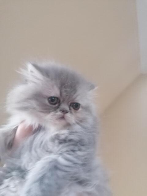 Koty Perskie! Persy!