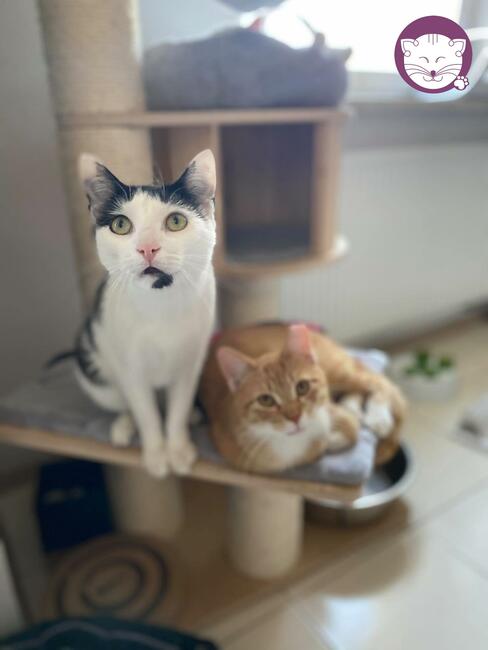 Kocurek Ganges - Sęp Miłości