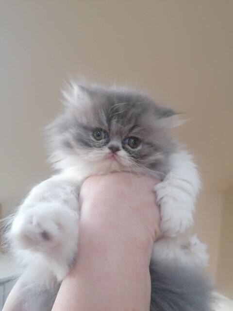 Koty Perskie! Persy!