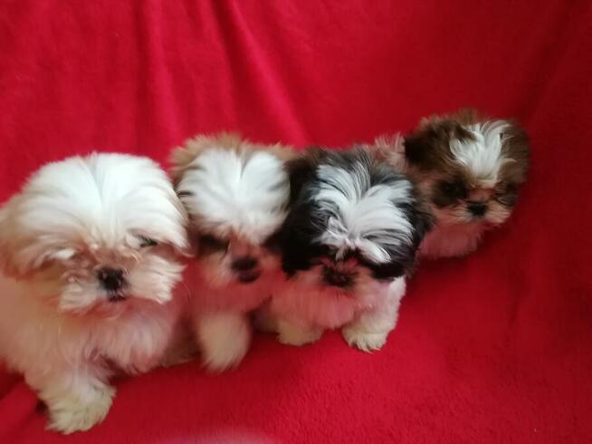 SHIH TZU z rodowodem