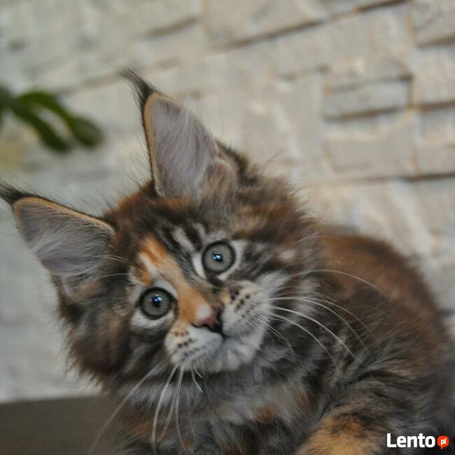 Maine Coon kocięta