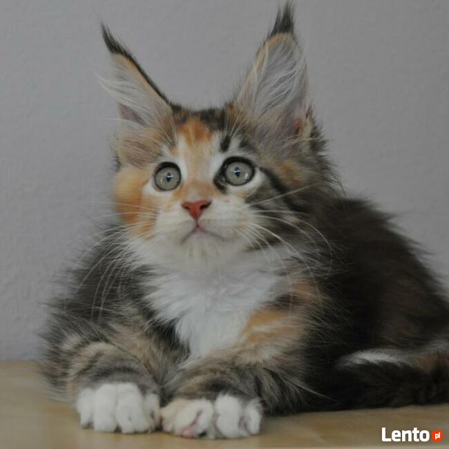 Maine Coon kocięta