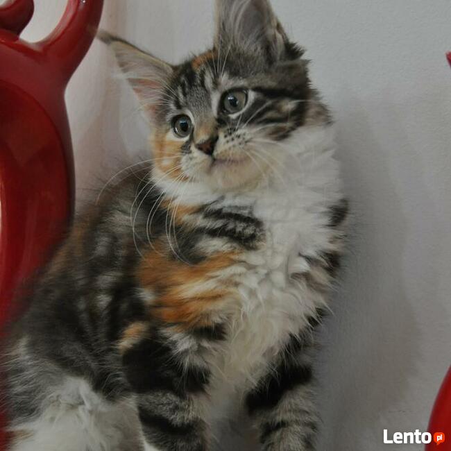 Maine Coon kocięta