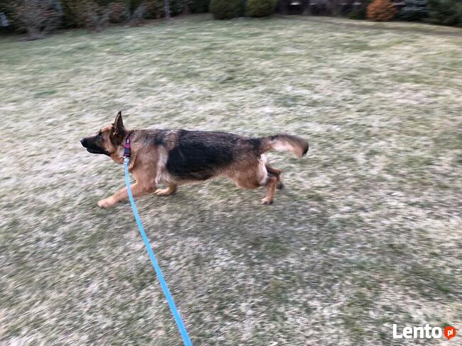 Smycz linowa dla psa