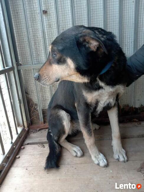 Rebus to ok 8 letni średniej wielkości pies Fundacja psi