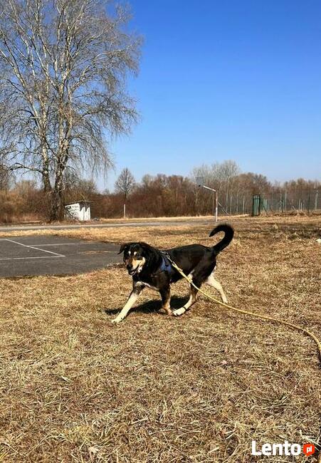 Rebus to ok 8 letni średniej wielkości pies Fundacja psi
