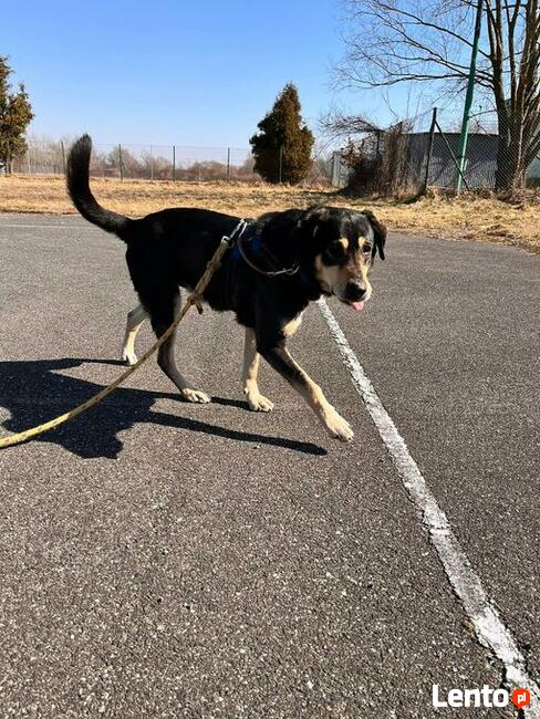 Rebus to ok 8 letni średniej wielkości pies Fundacja psi