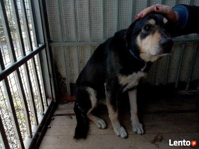 Rebus to ok 8 letni średniej wielkości pies Fundacja psi