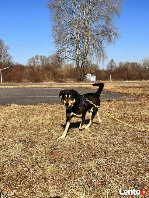 Rebus to ok 8 letni średniej wielkości pies Fundacja psi