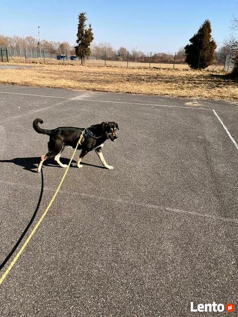 Rebus to ok 8 letni średniej wielkości pies Fundacja psi