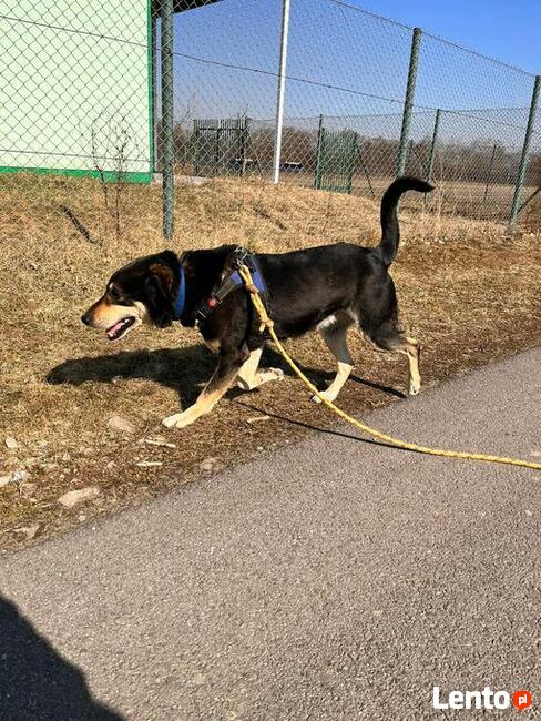Rebus to ok 8 letni średniej wielkości pies Fundacja psi