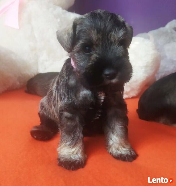 Sznaucer miniaturowy pieprz i sól